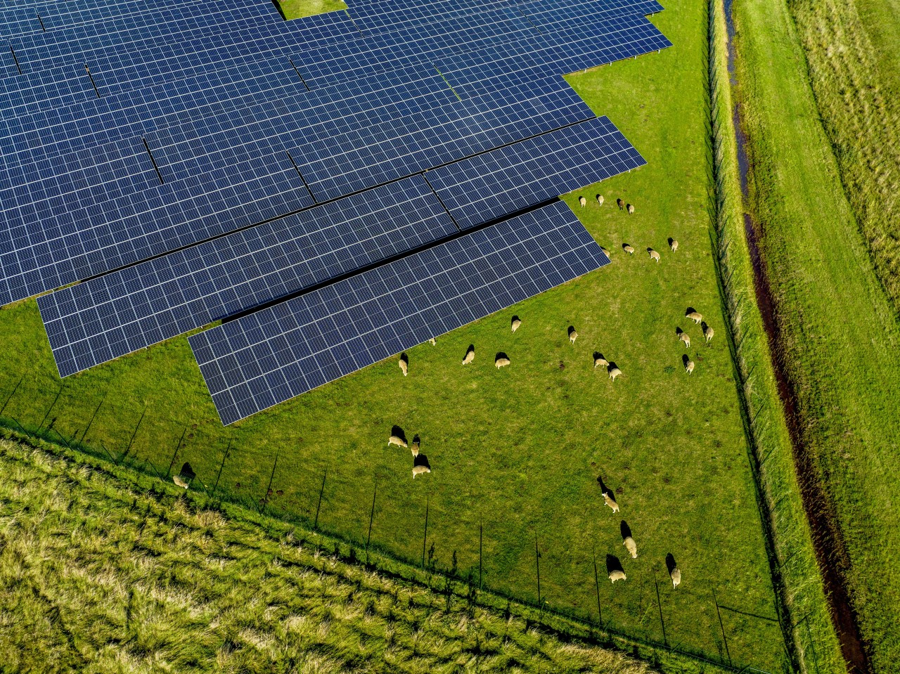 aerial view of sheep grazing near solar panels on 2024 03 01 02 32 08 utc 1028px